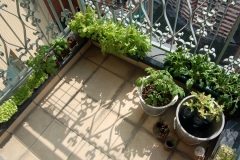 How to Grow Veggies in Your Balcony