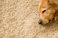 Selecting a good residential carpet cleaning company